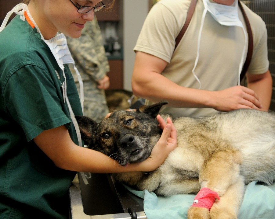 Make sure your pup gets the care he needs with regular vet appointments.