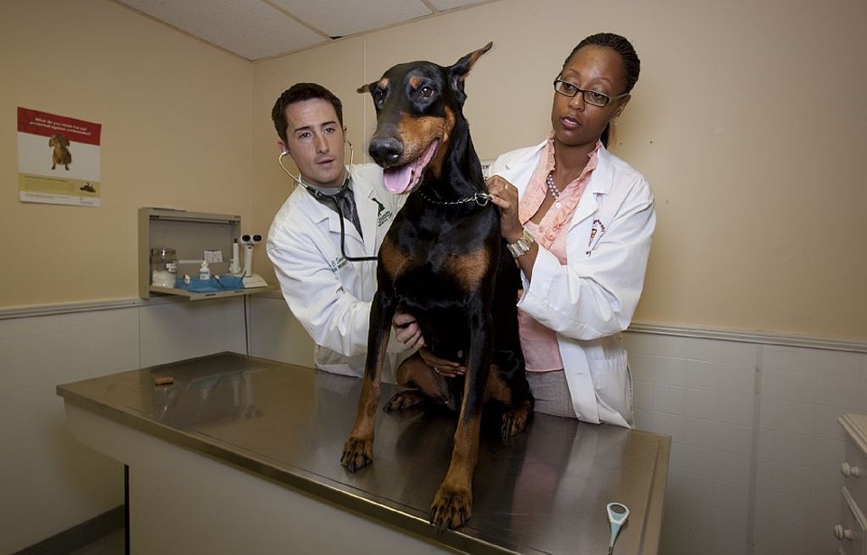 Regular veterinary checks are especially important for older dogs in order to manage the effects of older joints and aging eyes.
