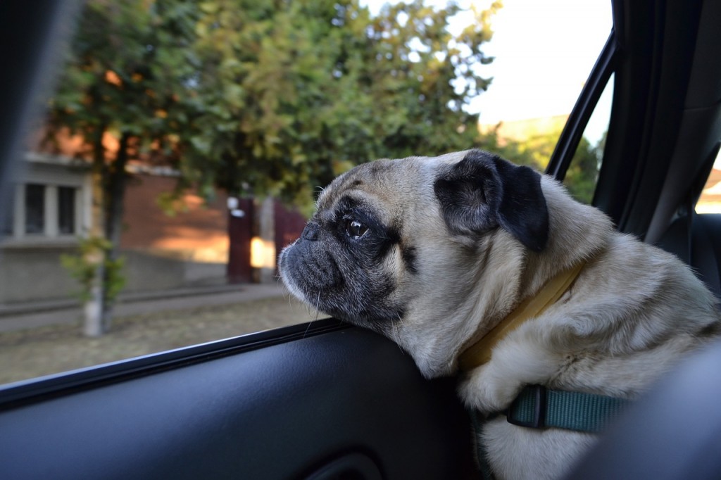 helping-dogs-adjust-during-move