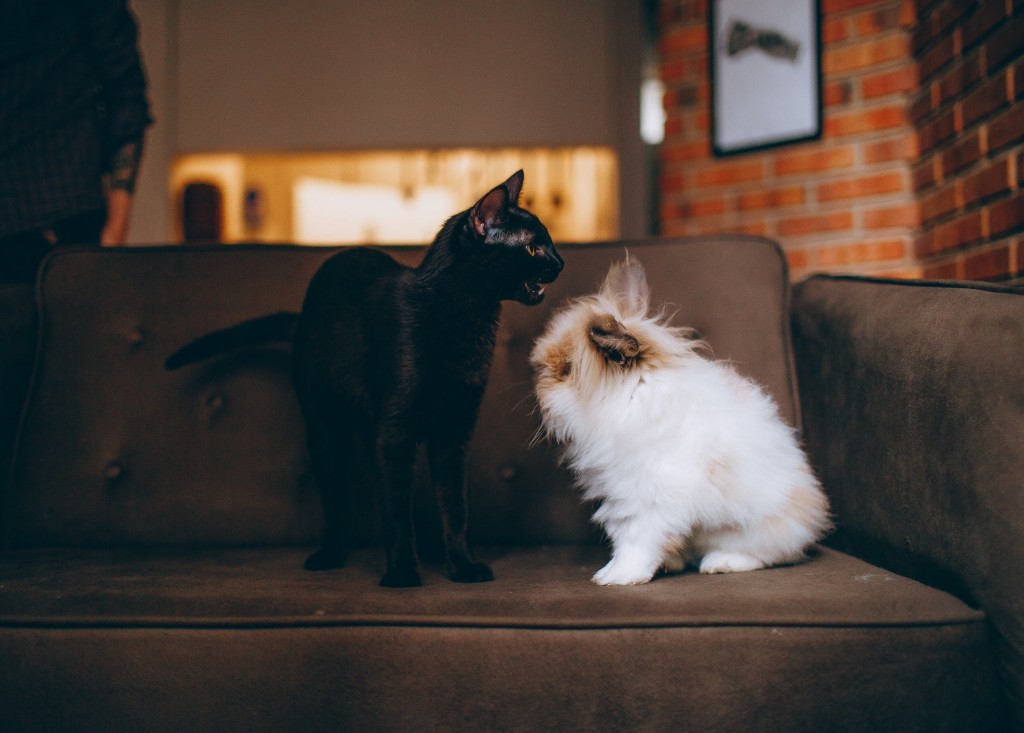 There are movers who are experts in helping you move with your pets. Hiring them would be the best idea. It will definitely help the move for your beloved pets less traumatic.