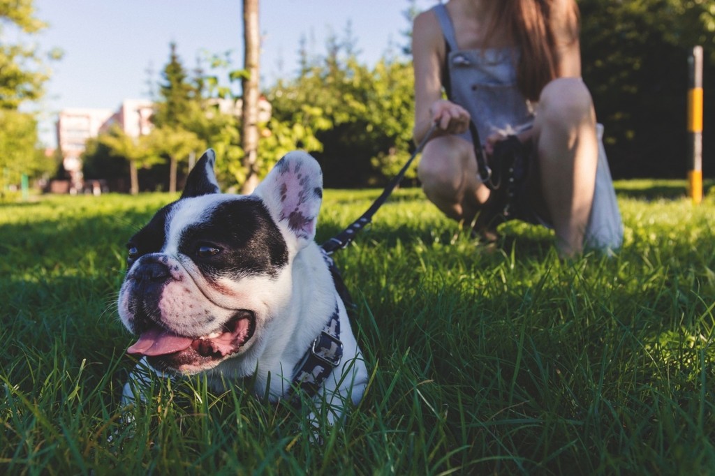 You don't wanna lose them, do you? Pets need a breather, too! But maybe placing leashes on cats isn't the best idea.